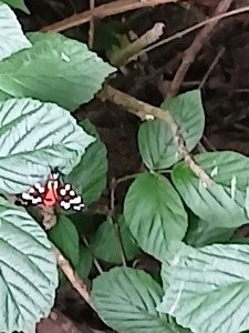 Scarlet tiger moth