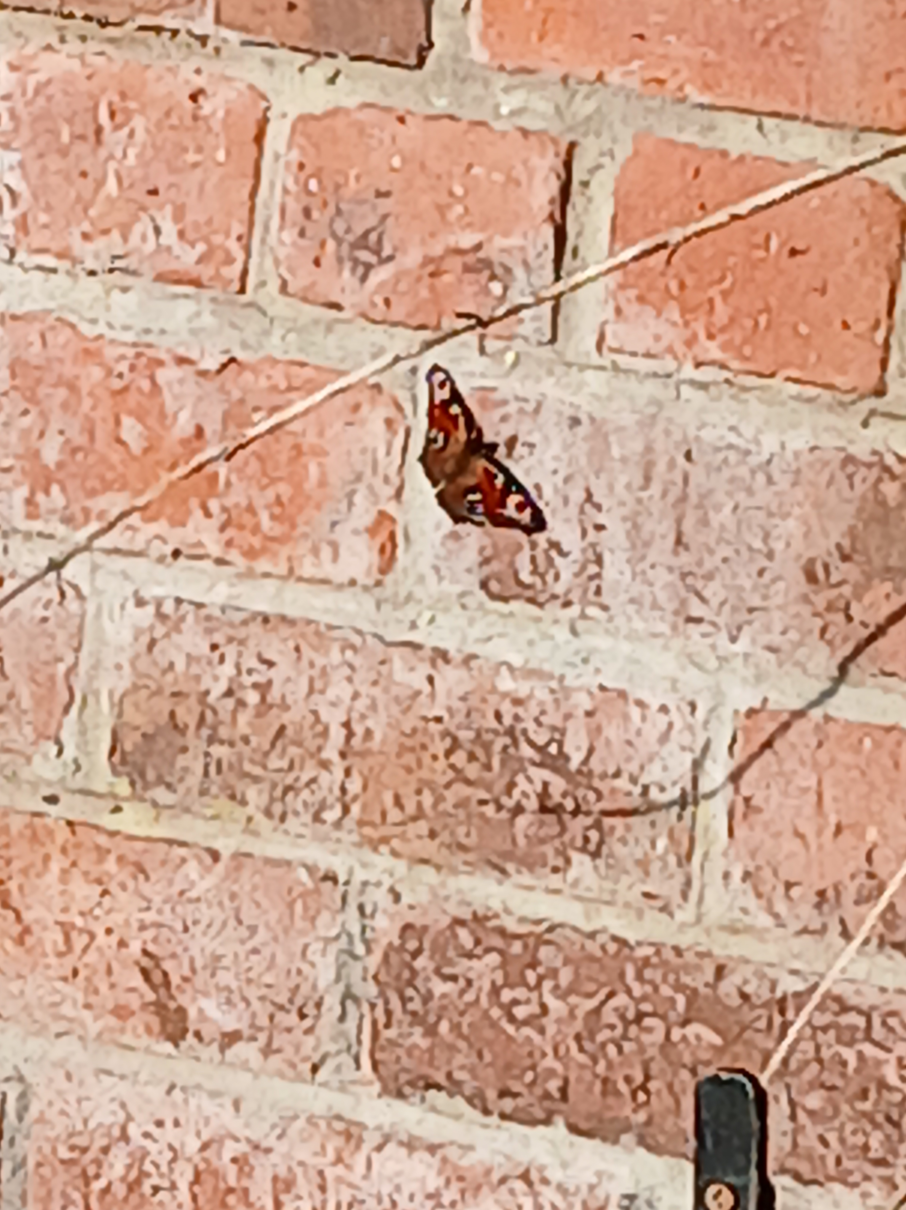 Peacock butterfly on wall