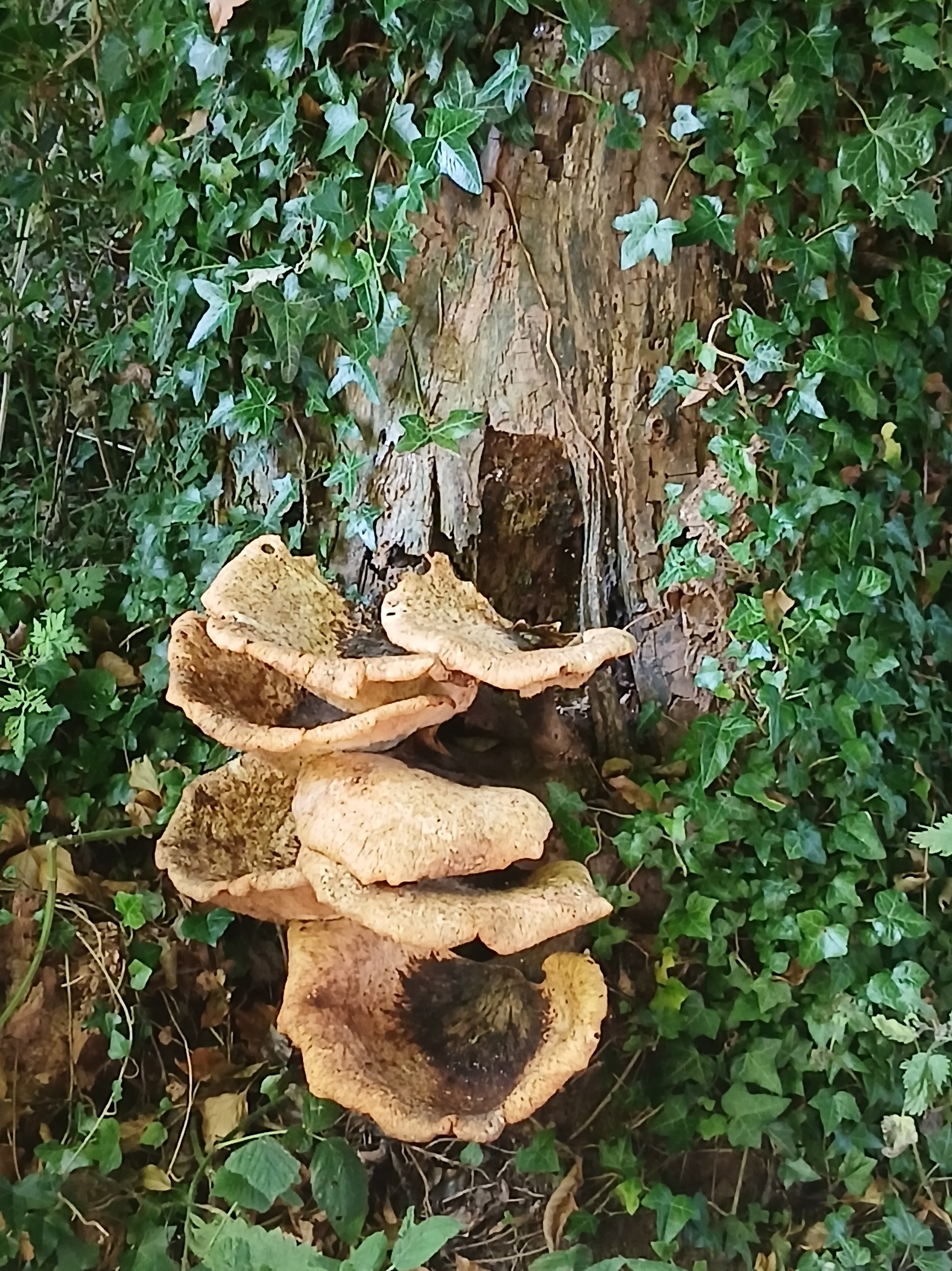Dryad's saddle