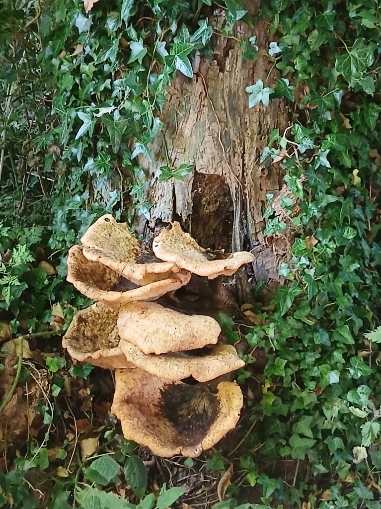 Dryad's saddle