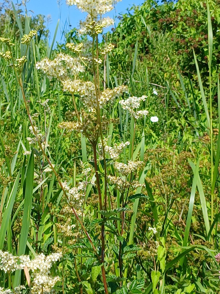 Meadowsweet