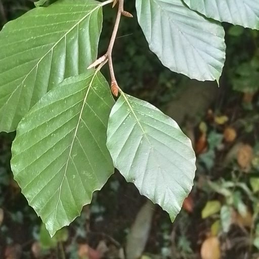 Beech leaves