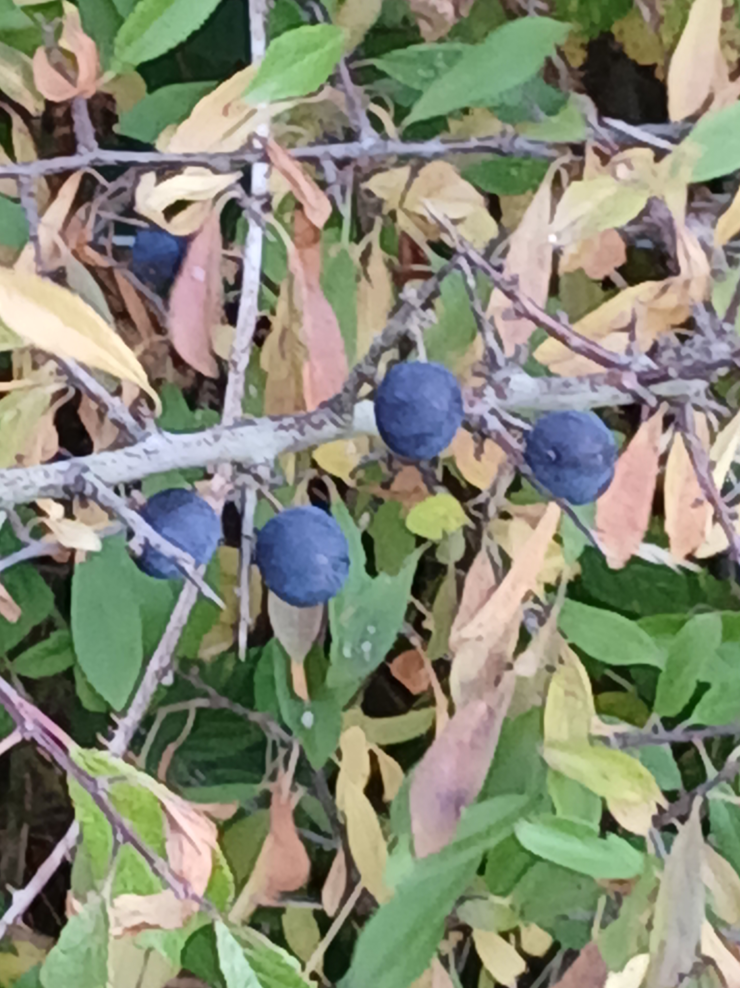 Sloes on Blackthorn