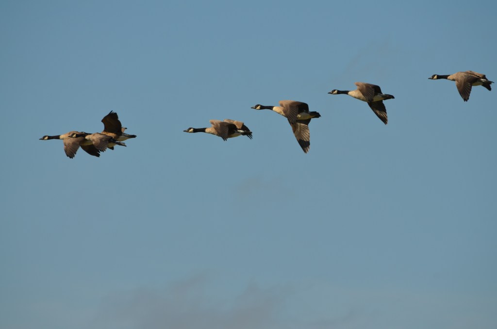Canada geese switching positions