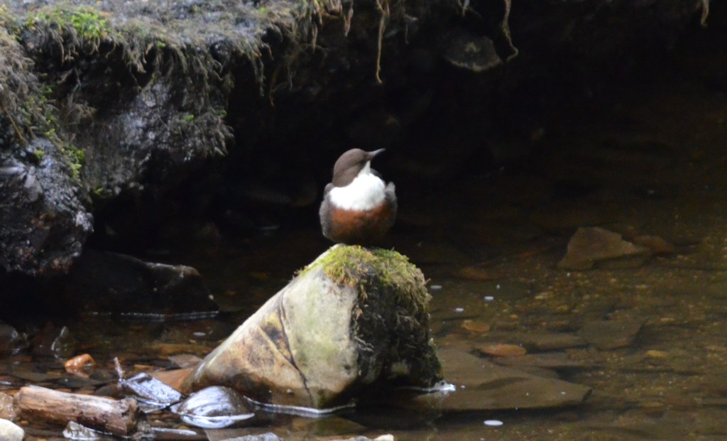 Dipper 2