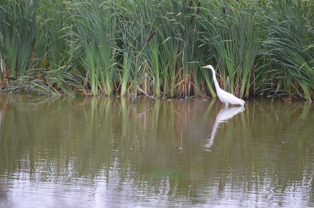 Great white egret