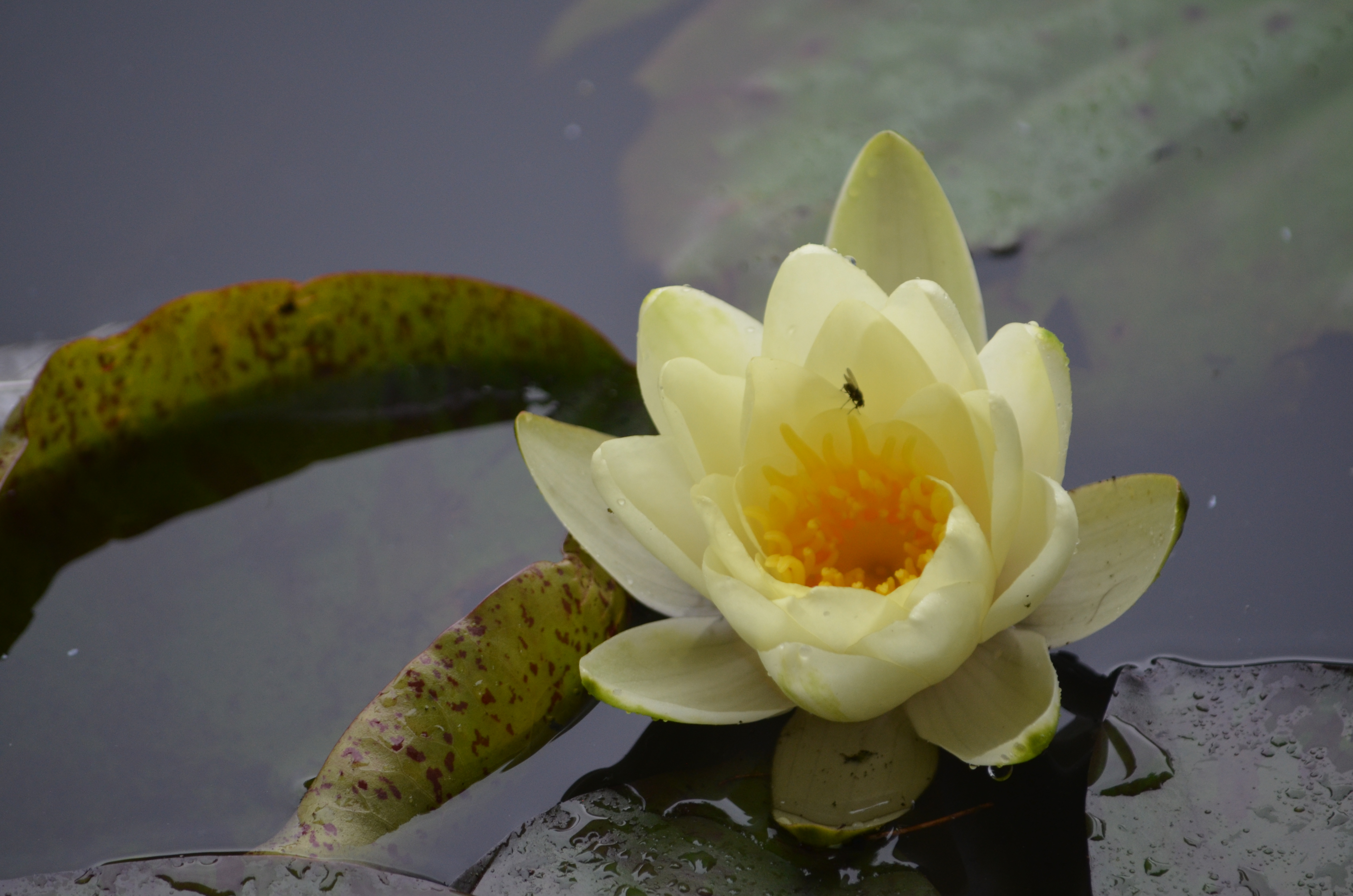 Water lily