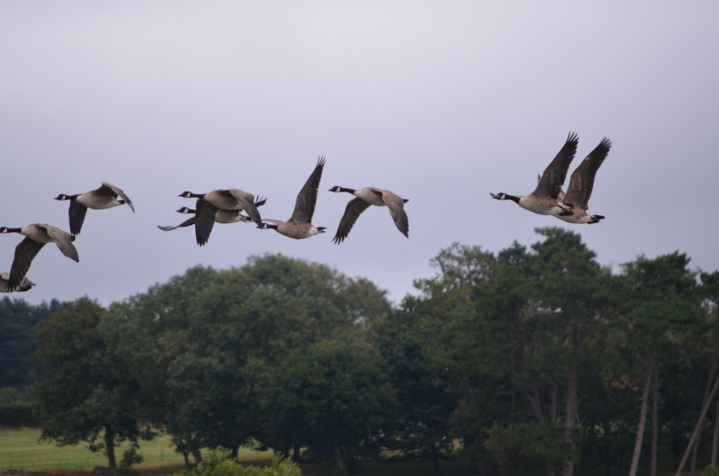 Skein of Canada geese