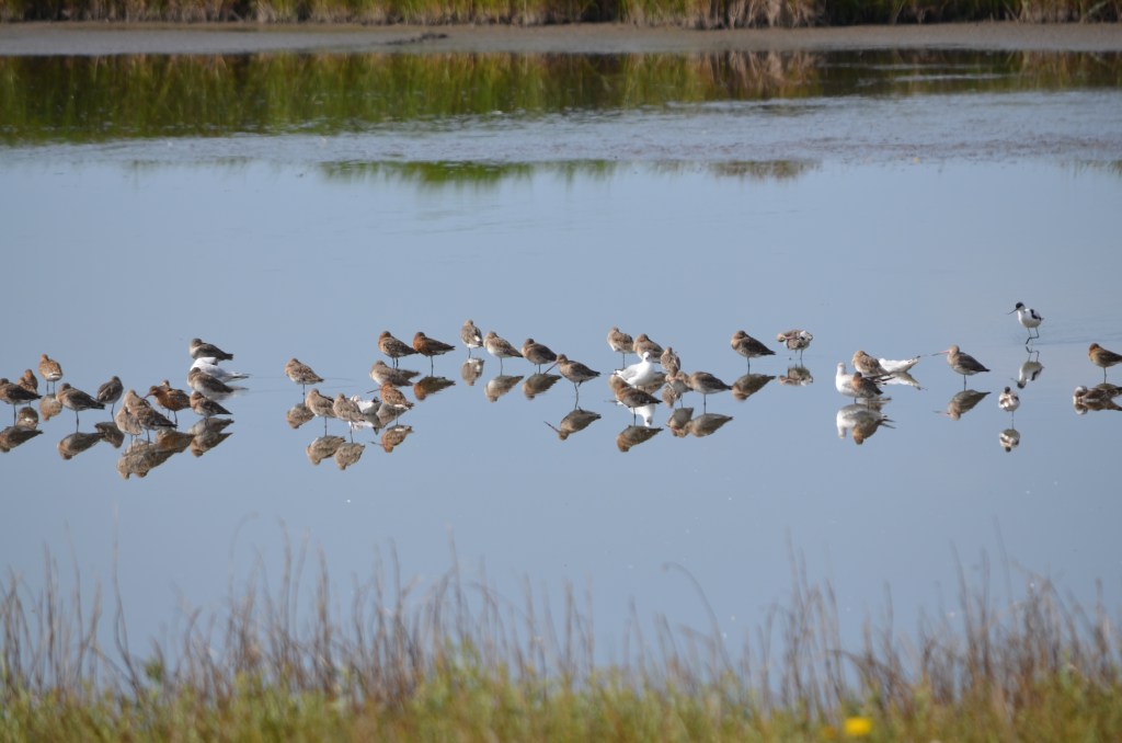 Godwits, Avocets and Greenshanks