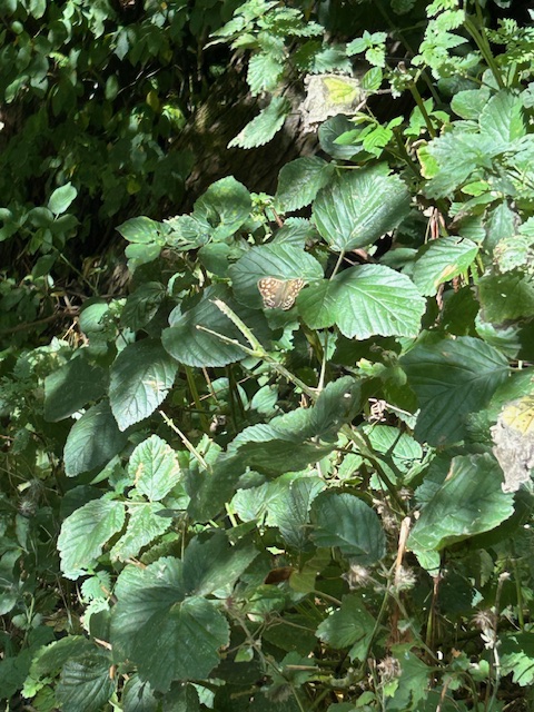Speckled wood on leaf