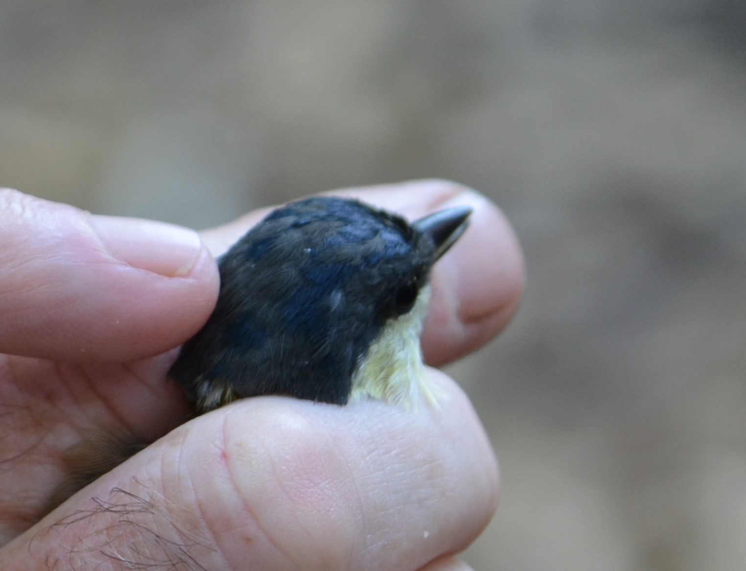 Great tit being held