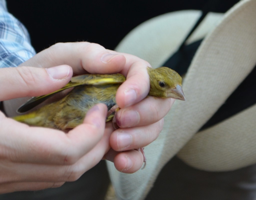 Greenfinch being held