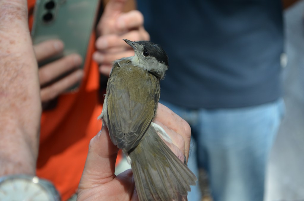 Blackcap in hand