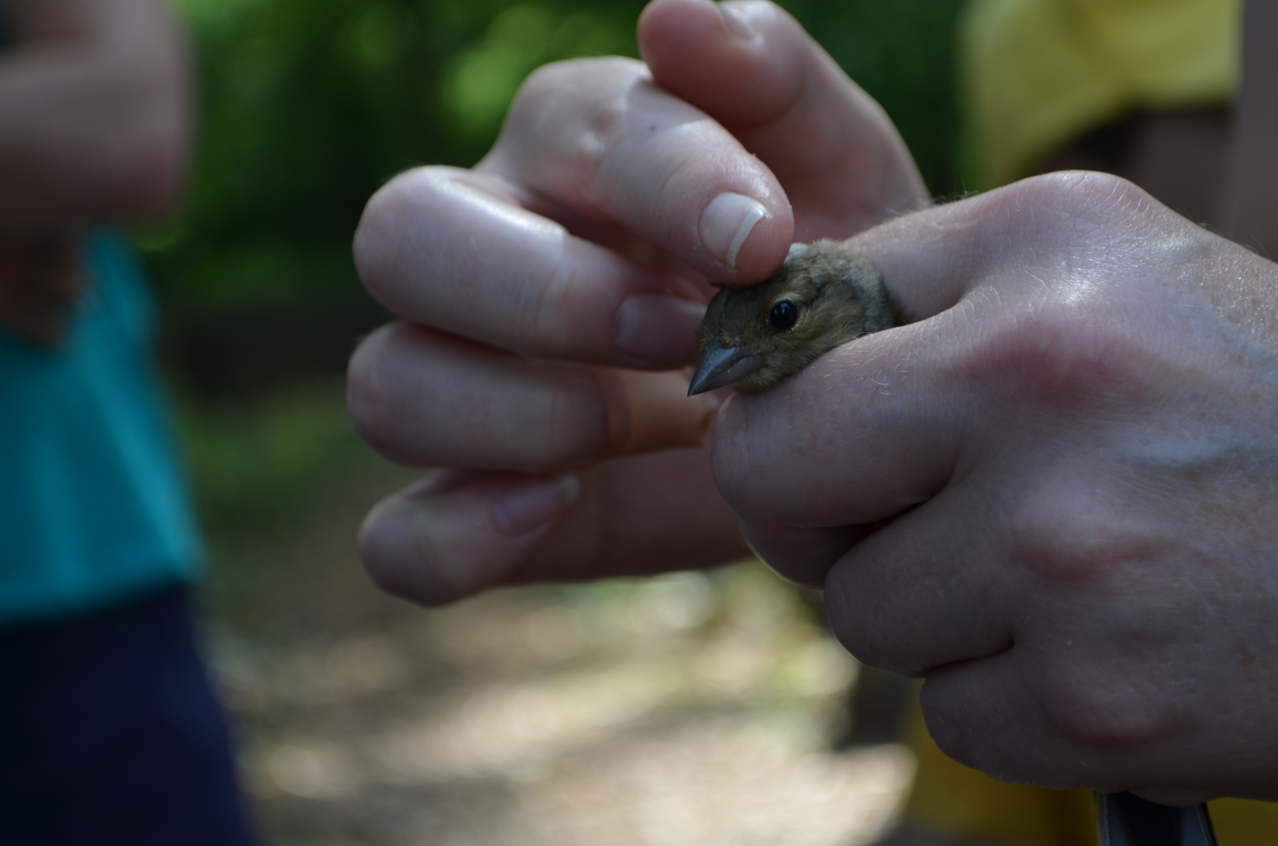 Greenfinch head stroke