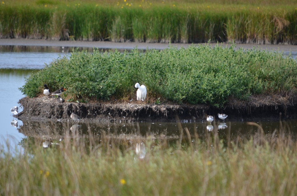 Reflective Little Egret