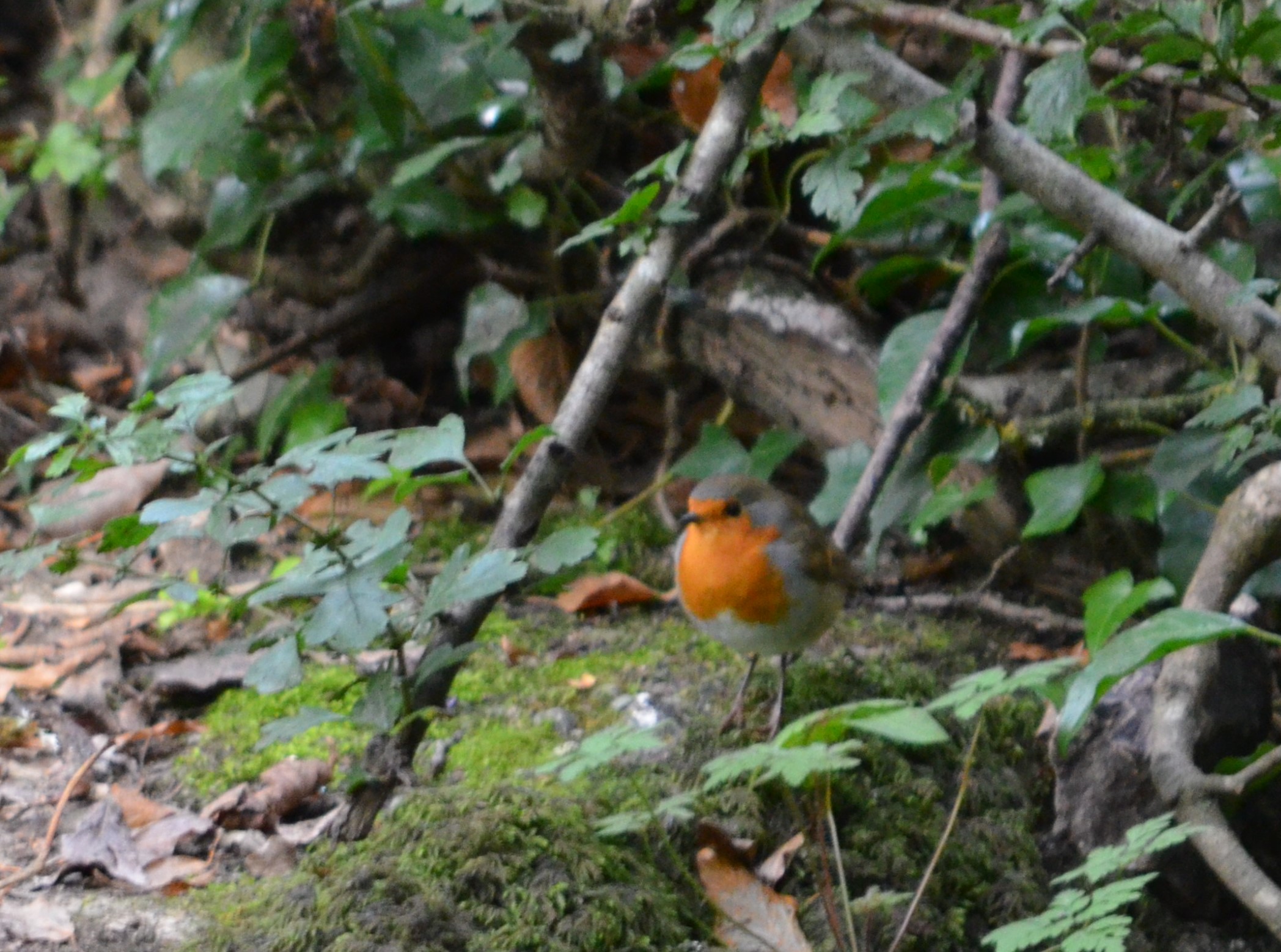 Robin at Loggerheads