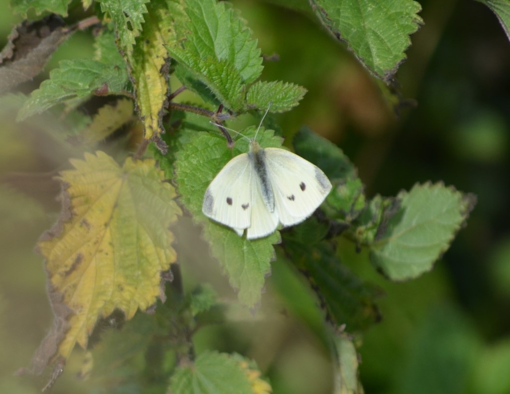 Small white butterfly female