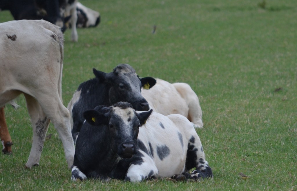 Yellow wagtail and cattle