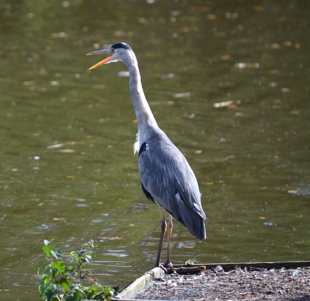 Vigilant Grey heron