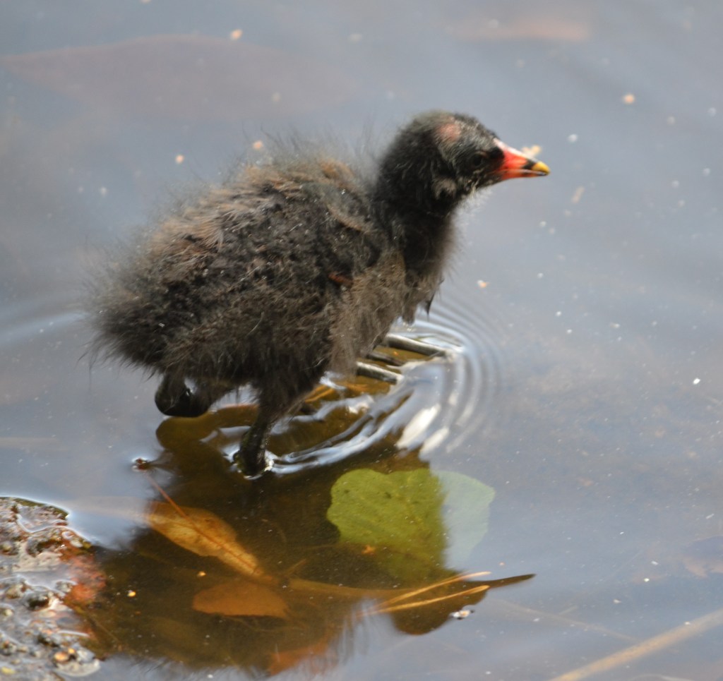 Moorhen chick solo