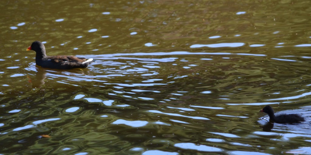 Moorhen chick following mother
