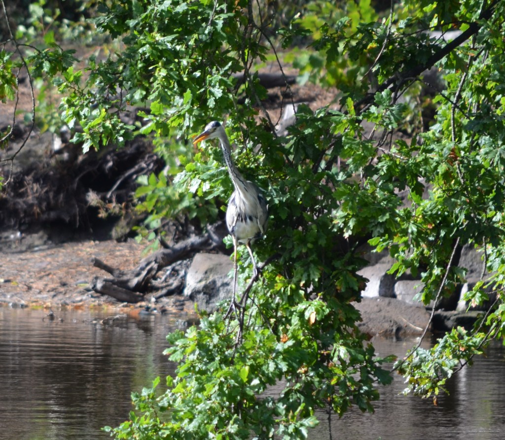 Grey heron hiding