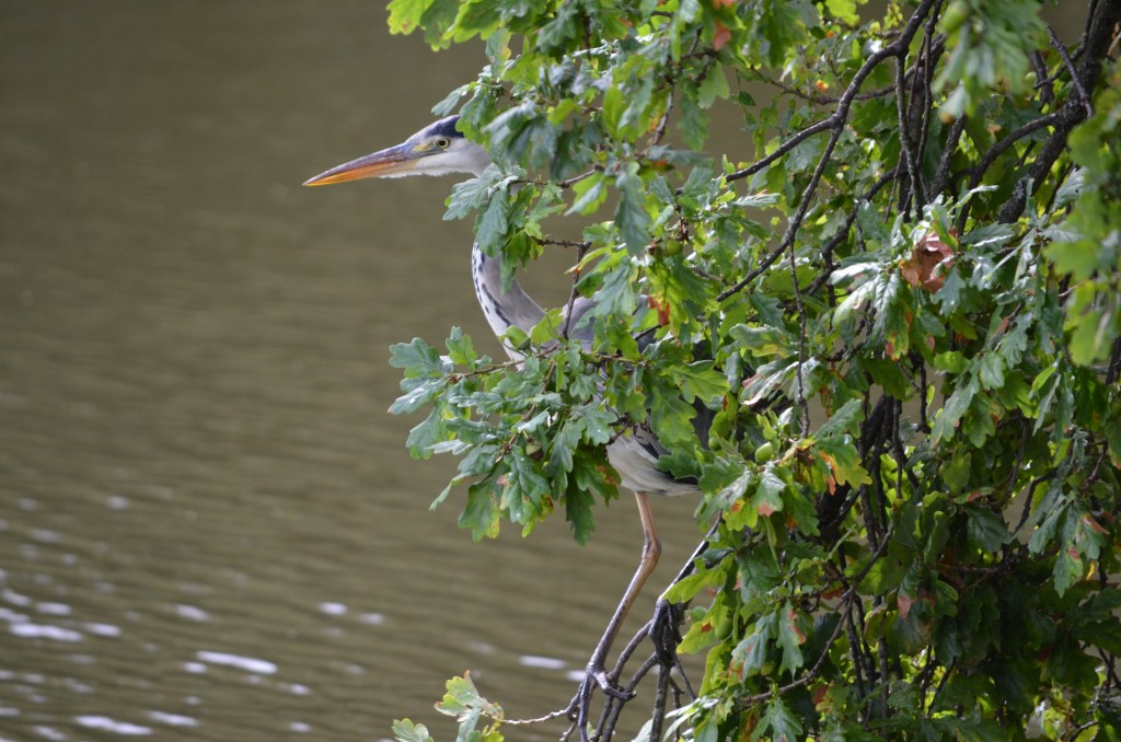 Grey heron in oak branch