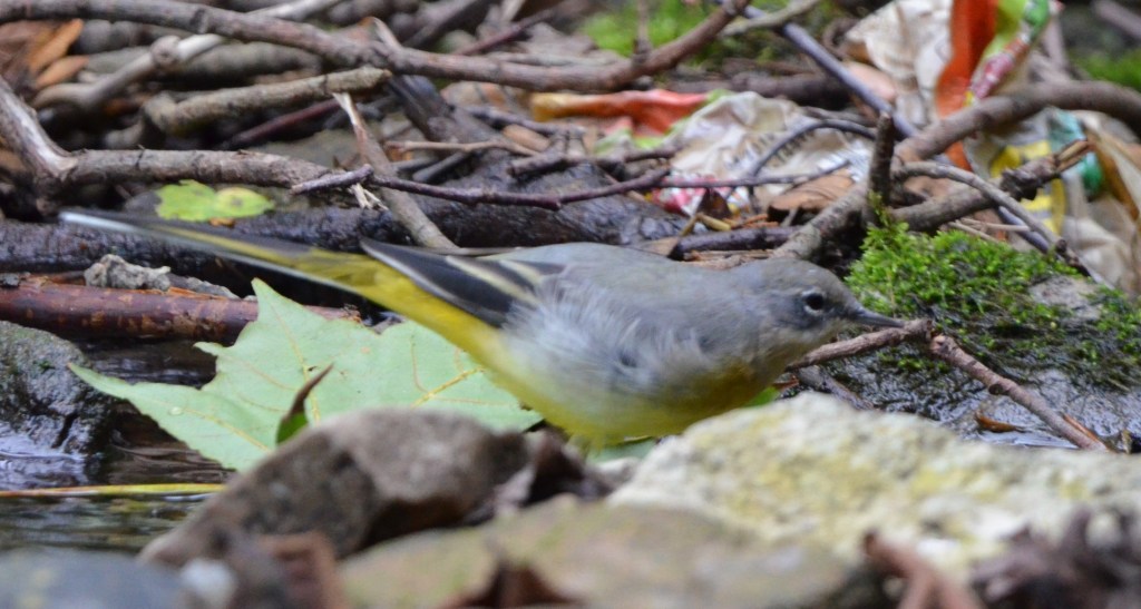 Grey wagtail side view