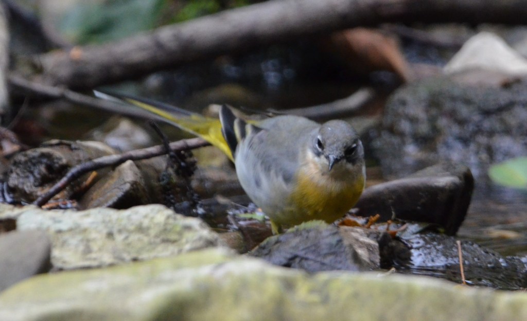 Grey wagtail facing