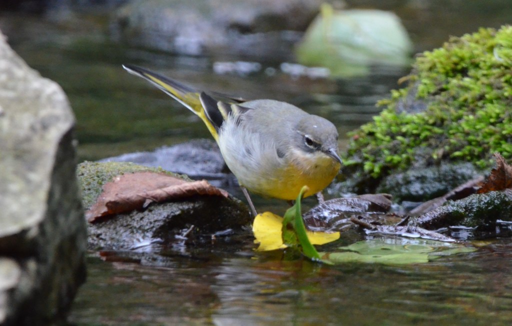 Grey wagtail and leaves