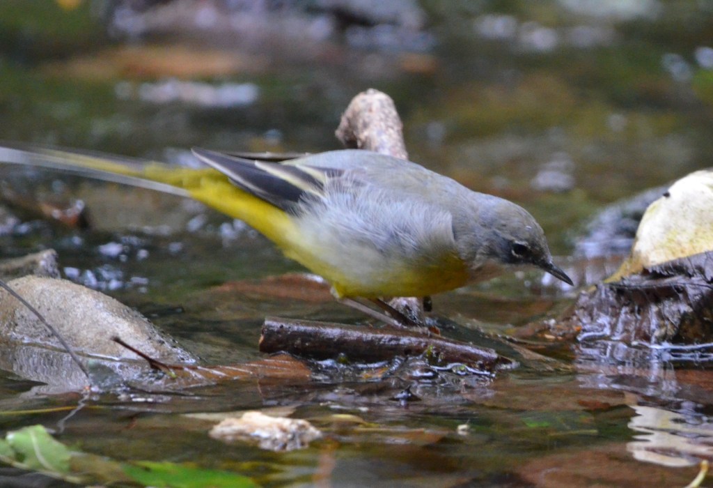 Grey wagtail side view 2
