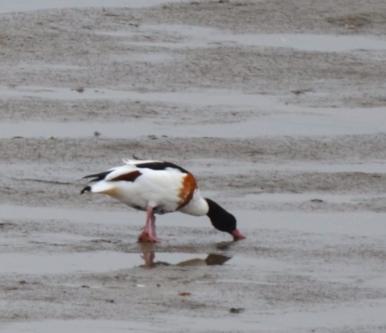 Shelduck at Thurstaston