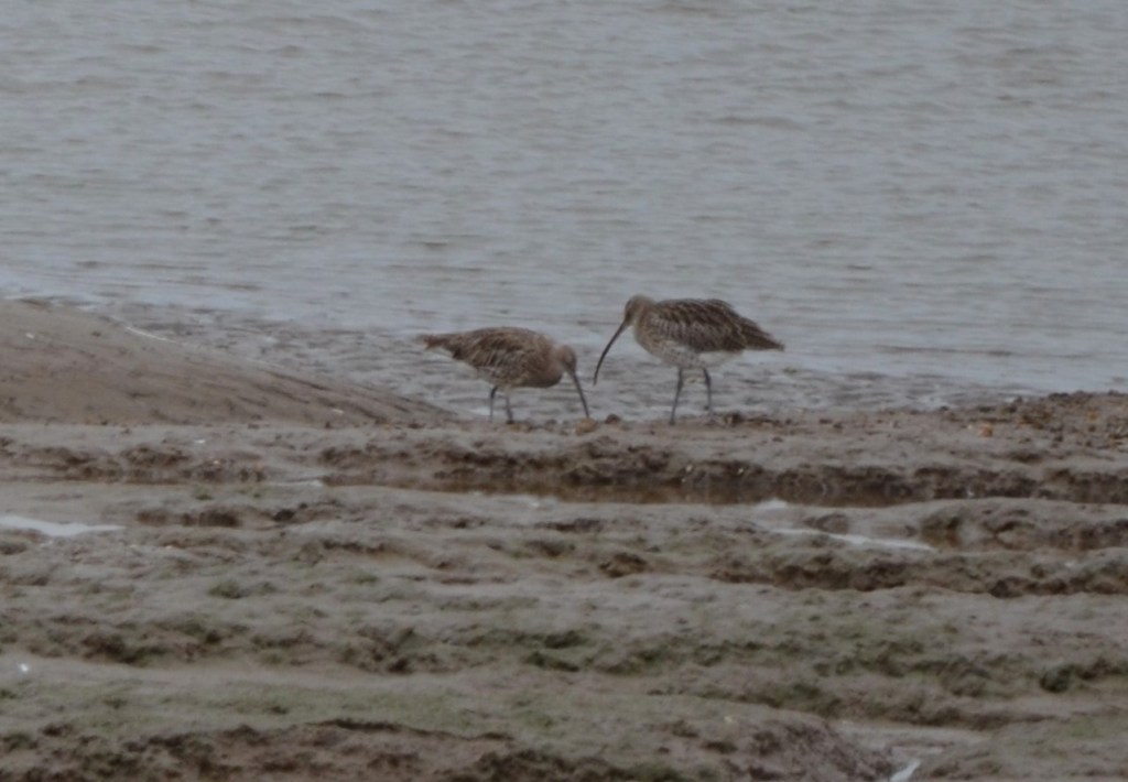 Curlews at Thurstaston