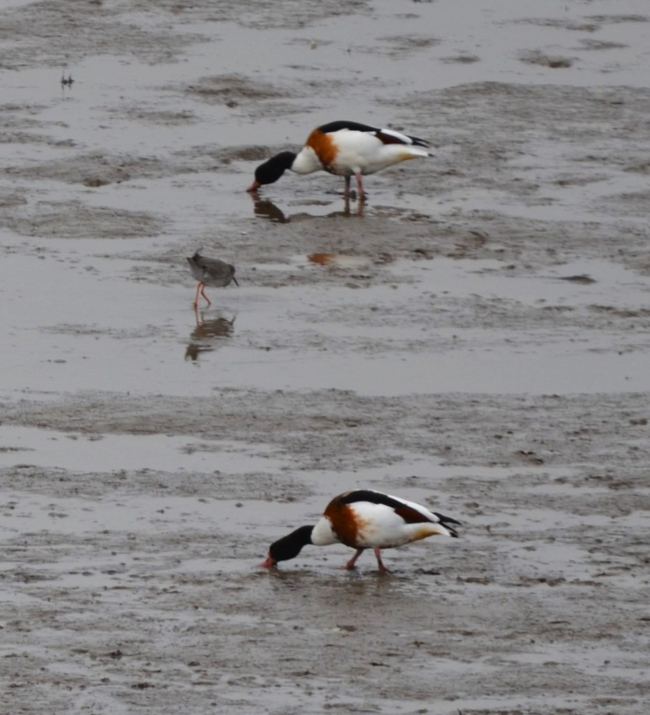 Shelducks and Redshank