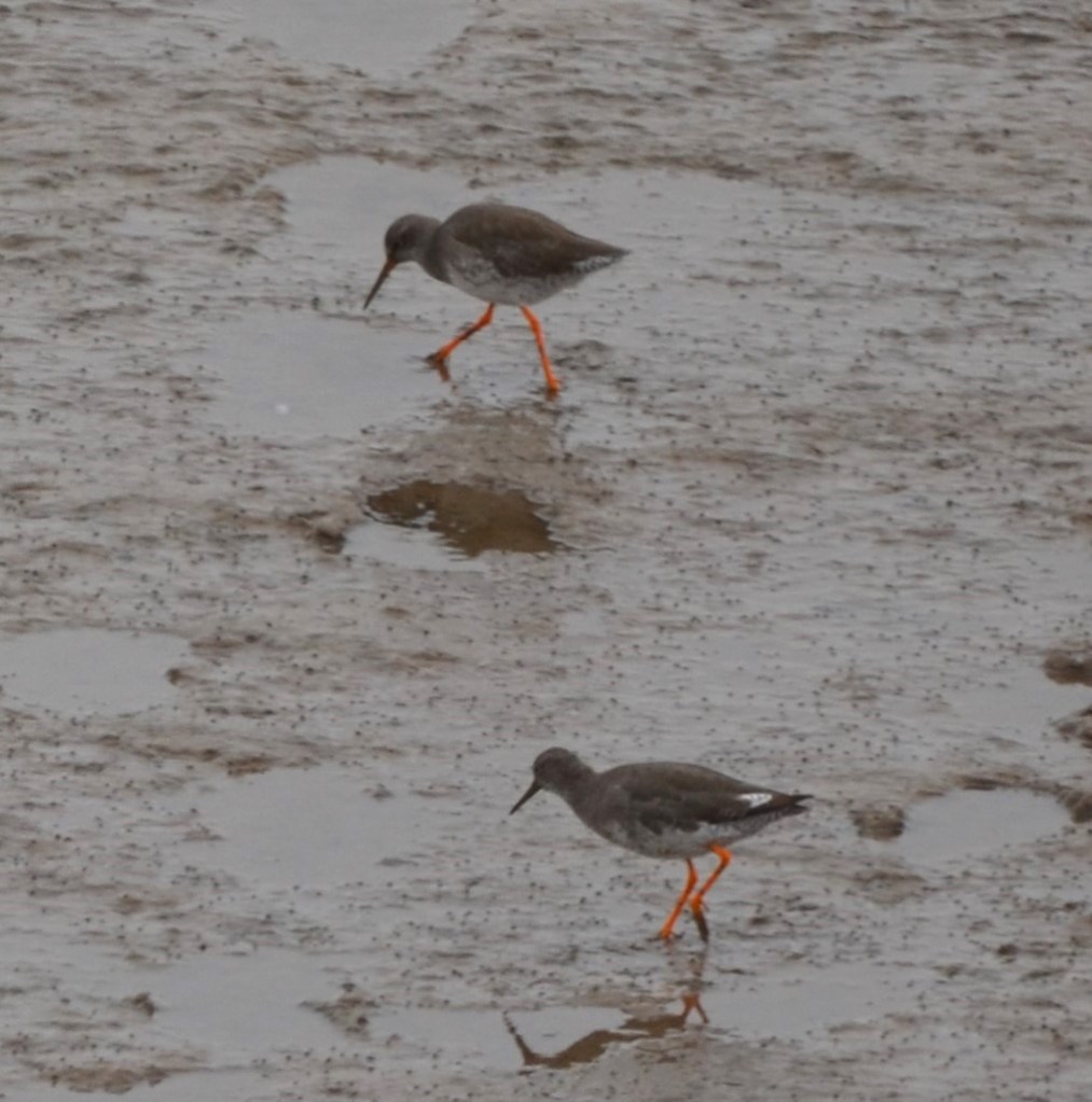 Redshanks at Thurstaston beach