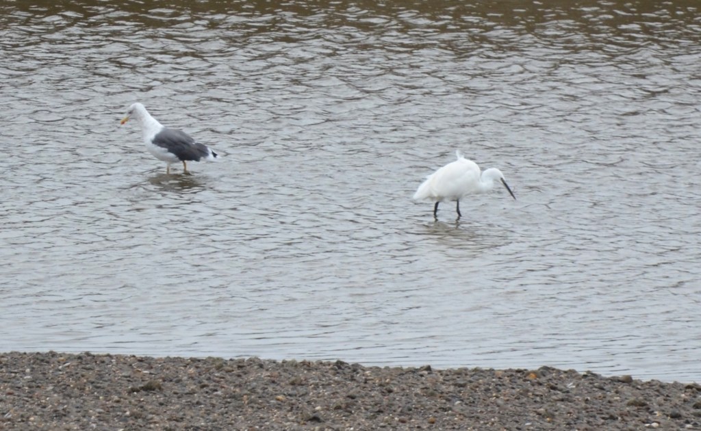 Lesser black-backed gull and Little egret