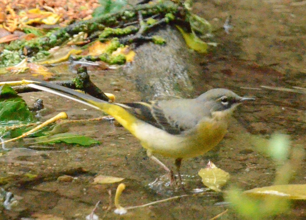 Grey wagtail (female)