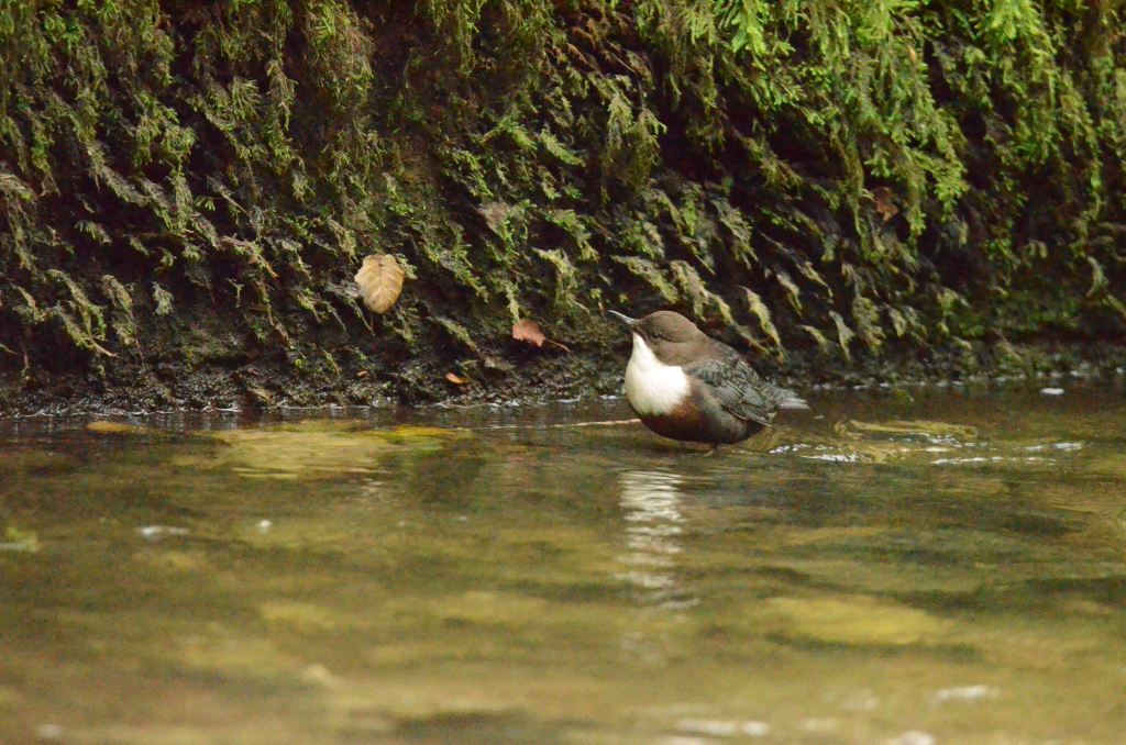 Dipper facing upstream