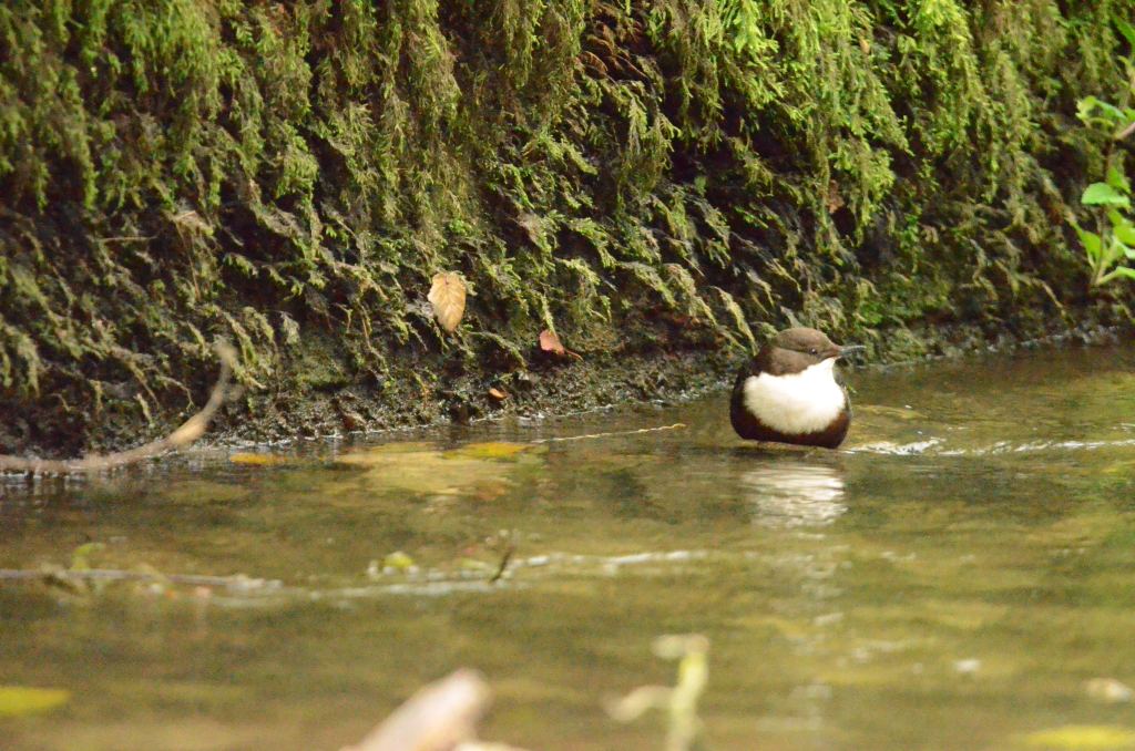 Pleasantly plump Dipper