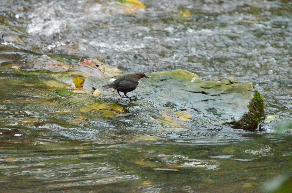 Dipper inspecting