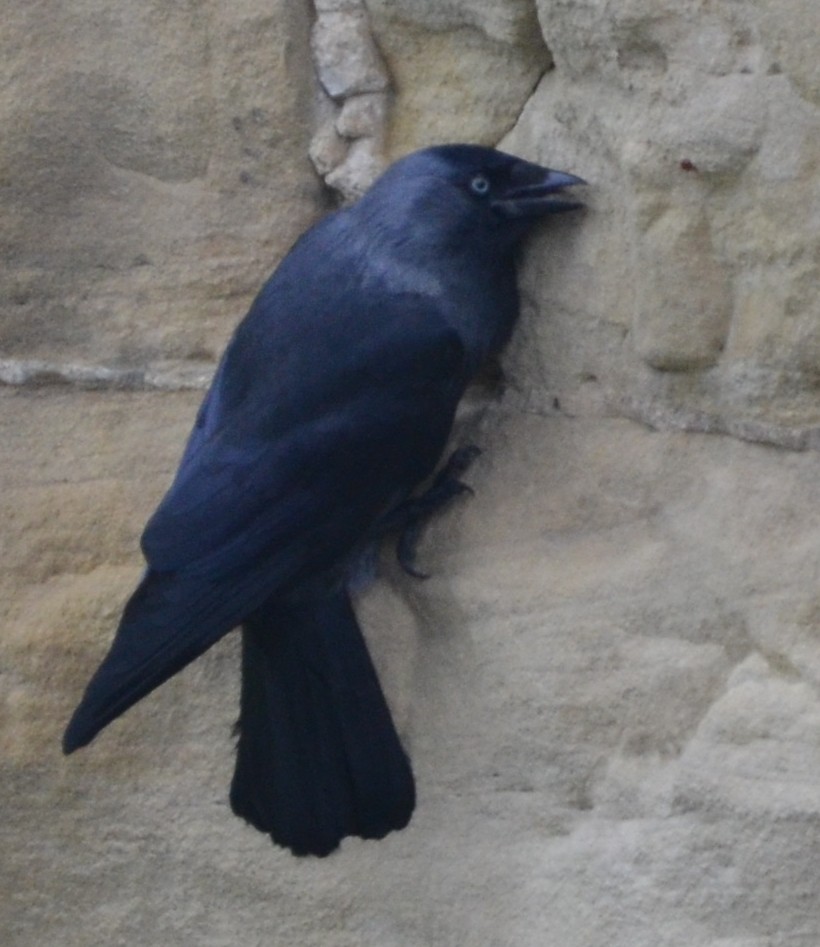 Jackdaw grubbing enlarged
