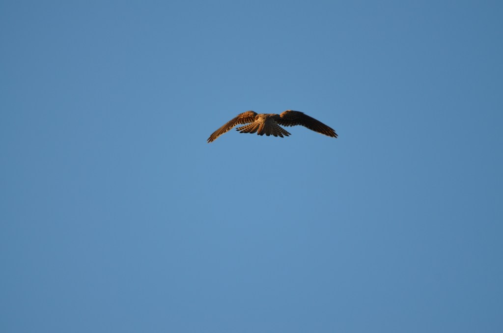 Female Kestrel facing into the wind