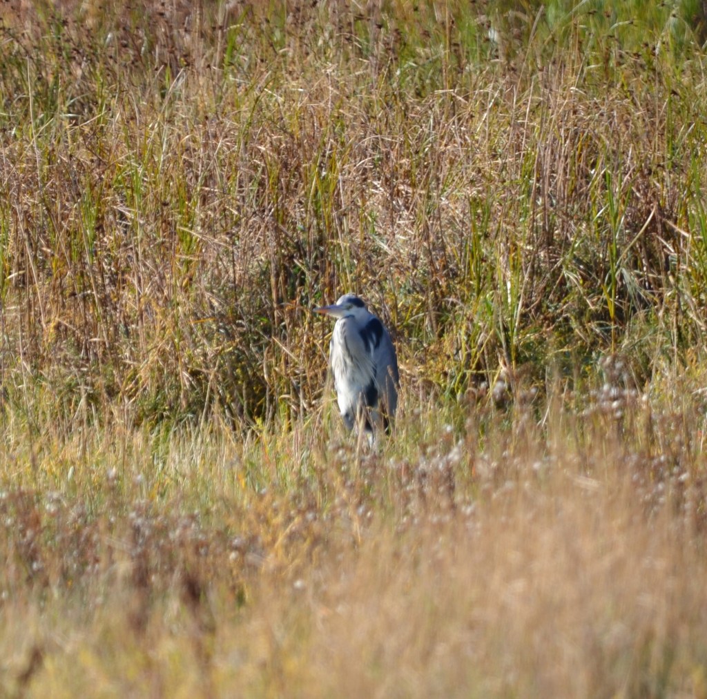 Grey heron in reeds