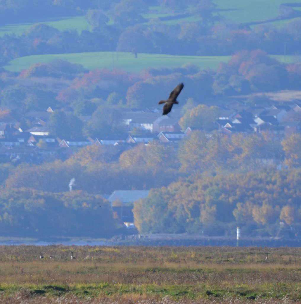 Marsh harrier in distance