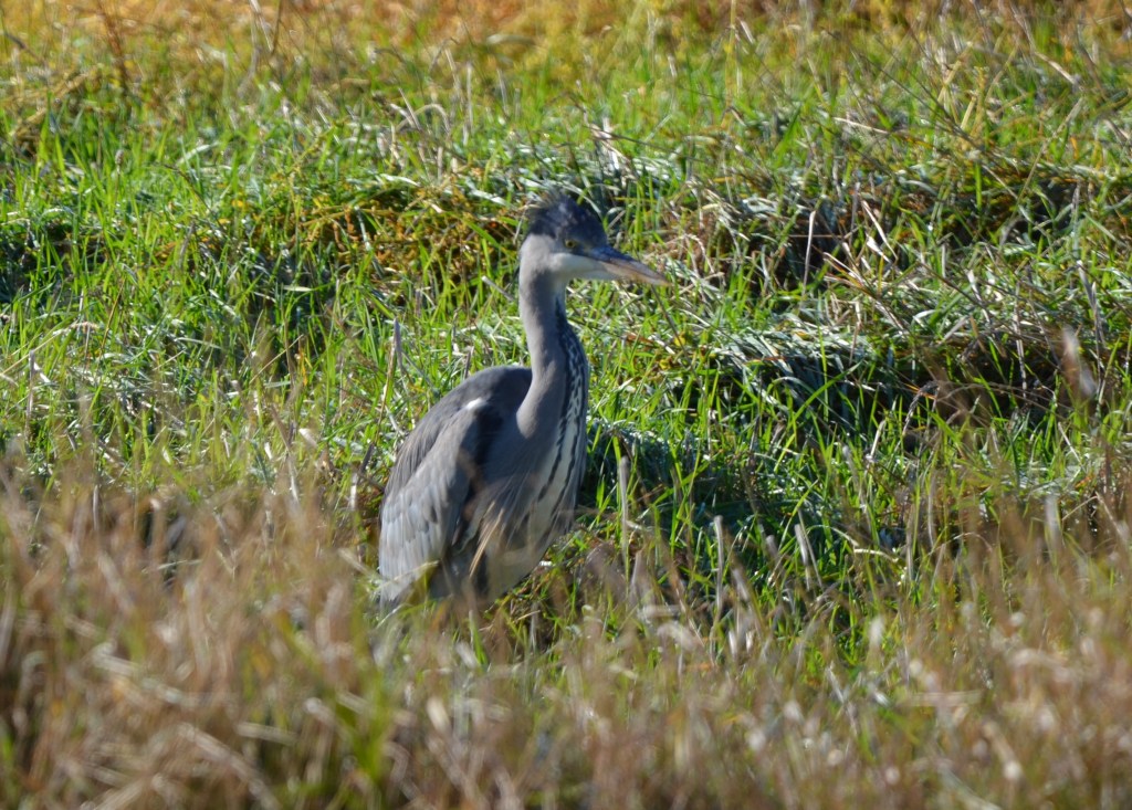 Another Grey heron, Parkgate