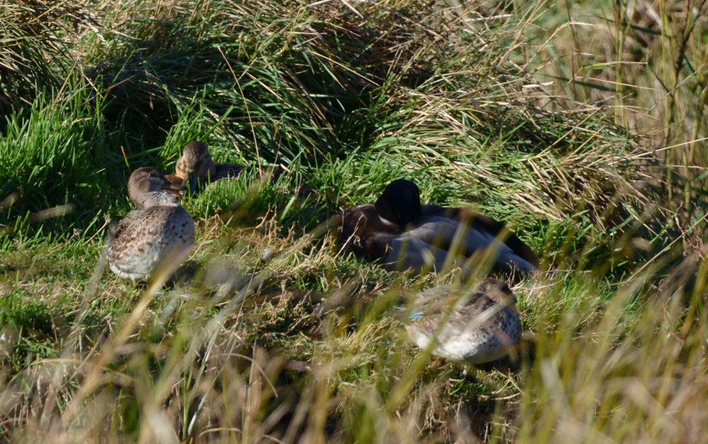 Mallard family, Pargate