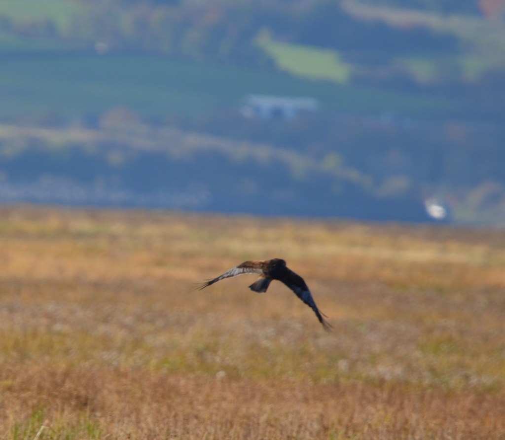 Marsh harrier, Parkgate