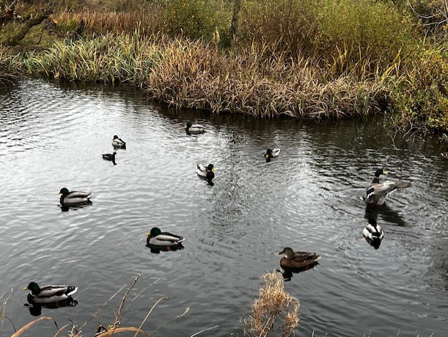 Mallards braving the weather