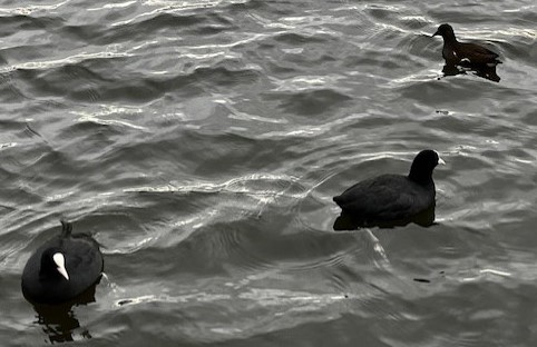 Three Coots