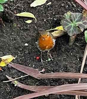 Robin pleading for food